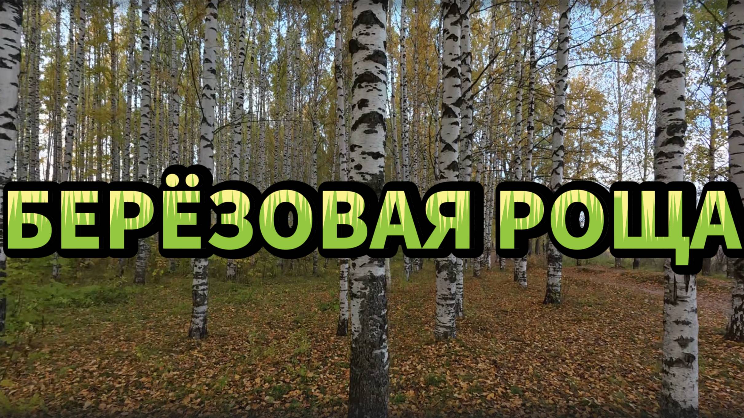 Прогулка по берёзовой роще на солнечном берегу
