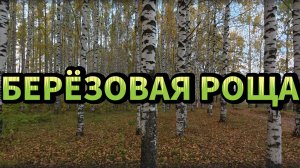 Прогулка по берёзовой роще на солнечном берегу