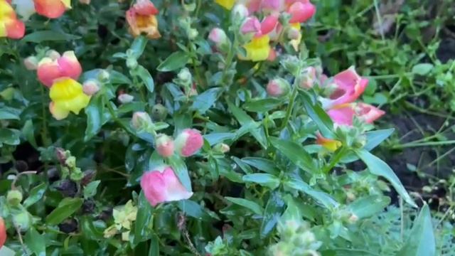 Львиный зев сорт Snappi F1 (Снеппи)