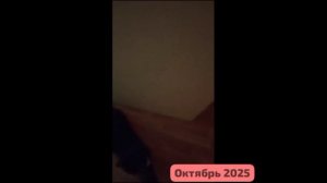 🎀Добрые,незлобные,очеловеченные любовью. И танцуют,и играют,и живут ,как положено: ДОМА.🎀