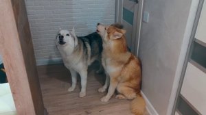 ПРОШЕЛ МЕСЯЦ СО СМЕРТИ КОРГИ КОРЖИКА