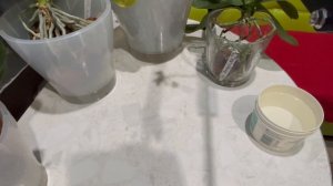 Что стало с орхидеями с бородой воздушных корней