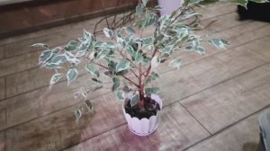 Пересаживаю и формирую фикус вариегатный! 🌿