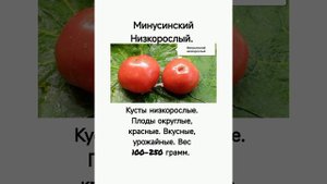 Обзор интересных сортов томатов из моей коллекции в сезоне 2025...
