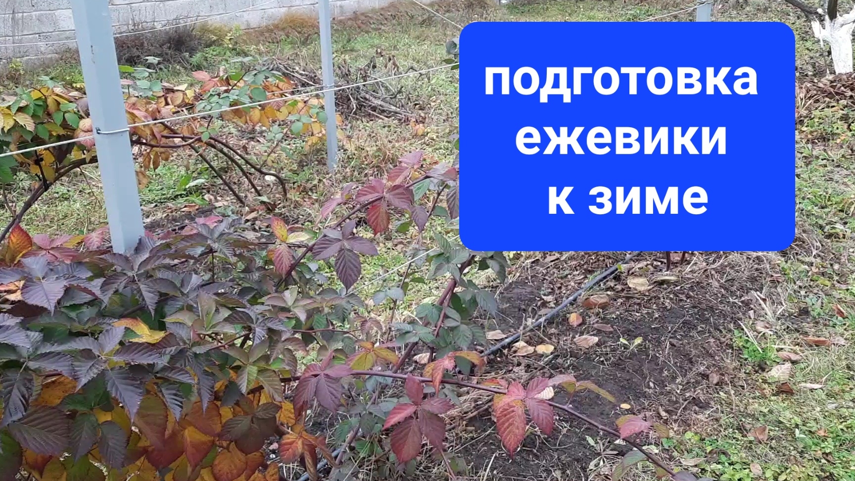 Подготовка ежевики к зиме  21-10-2025 смотреть онлайн