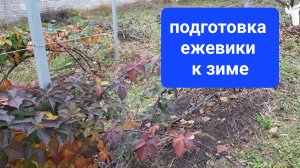 Подготовка ежевики к зиме 21-10-2025