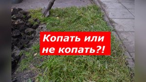 Перекапываю осенью не только сидераты, но и всю землю!