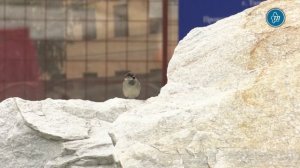 Во время строительства теплотрассы в ЖК Европейский в Тюмени зеленые насаждения не пострадают