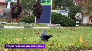 Губкинские вороны развлекаются как могут в пасмурный октябрьский день