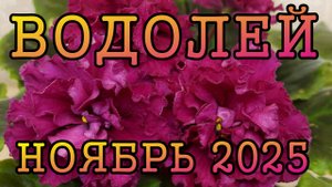 ВОДОЛЕЙ таро прогноз на НОЯБРЬ 2025 года.