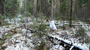 Югорчанин, случайно застреливший шишкаря, может получить 2 года тюрьмы