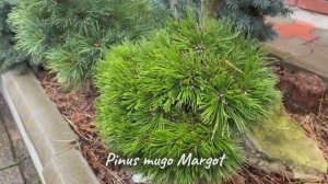 Pinus mugo Margot