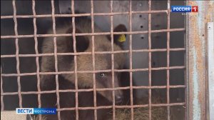 Медвежата-сироты вернулись из тверского приюта в родной костромской лес