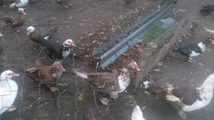 Индоутка мускусная утка