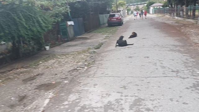 ЦАНДРИПШ ПРОГУЛКА ПО ЦННТРУ смотреть онлайн