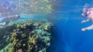 РЕНИСАНС СНОРКЛИНГ