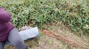 Чистка лесного камыша