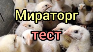 Тест кк для бройлеров от "Мираторг", 45 дней.