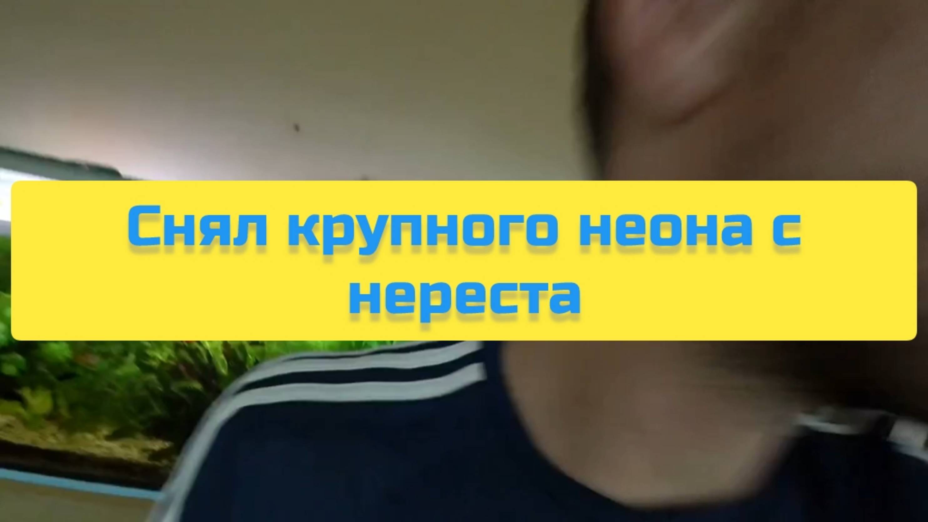СНЯЛ КРУПНОГО НЕОНА С НЕРЕСТА смотреть онлайн