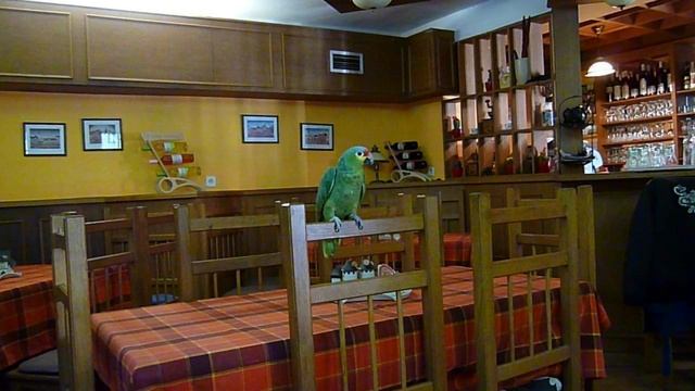 Говорящий попугай в чешском ресторане (возле замка Карлштейн).