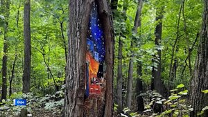 Урманда йөрөп һүрәттәрҙе күҙәтергә