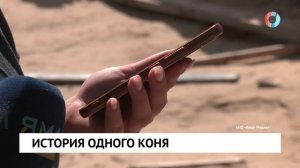 История одного коня