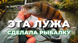 А ОКУНЬ ТО весь ЗДЕСЬ! Осенняя рыбалка на микродижиг. Рыбалка с CF Strike 694ULS.