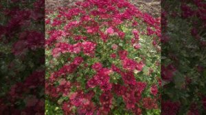 Люби, мечтай! (я автор, поёт нейросеть).mp4