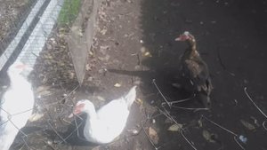 Индоутка — крупный вид уток