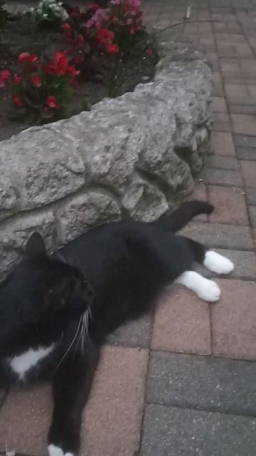 Кошки в Кобулети (Грузия) 12.07.2025