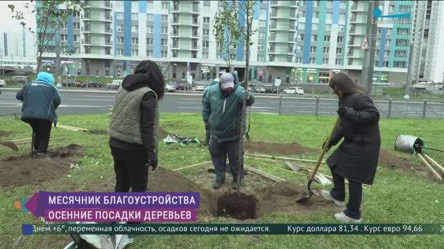 На Ленинском проспекте высадили яблони