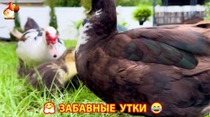 Забавные утки мускусные и пекинские на свободном выгуле со своими друзьями ч.(260) ❣️🤗😂
