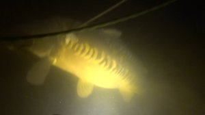 Карпы великаны в маленьком пруду