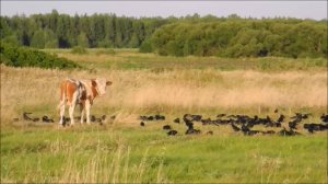 Телята и грачи