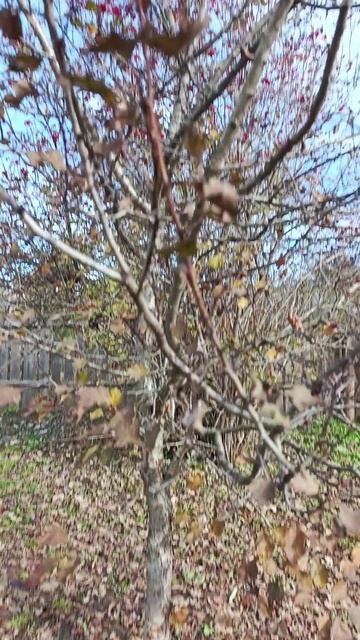 ТЕПЕРЬ У МЕНЯ ЕСТЬ БЕЗВРЕМЕННИК - давно мечтала посадить эти цветы