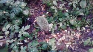 Ёжик на даче.