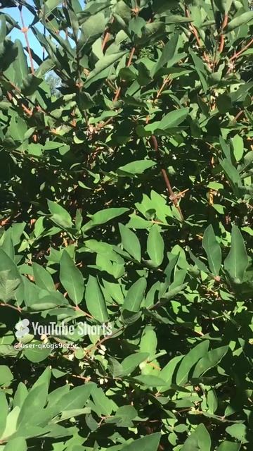 Ленобласть. Хвойное. 09.07.2024. Зреющие ягоды жимолости