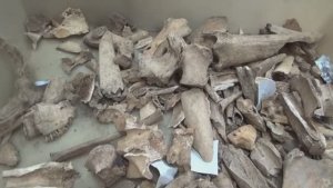 Что кушали первые крестьяне Золотой Орды