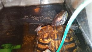 Красноухие черепахи 🐢 утро 22-10-2025