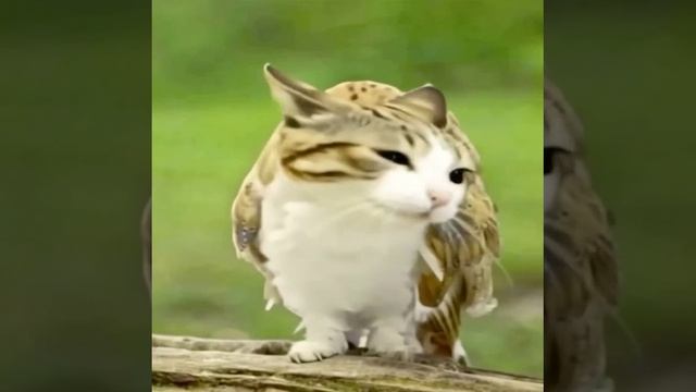 meowl