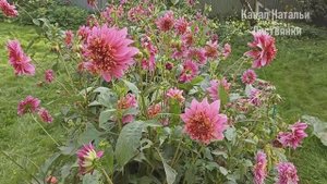 В гостях 6-7сент. 2025. Георгины Mambo, виноград, гортензии Magical Fire и Skyfall, гледичия, лошадь