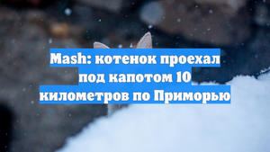 Mash: котенок проехал под капотом 10 километров по Приморью
