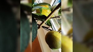 Плоды🍊 мандарина сорта «Сатцума» 🍊 начинают постепенно менять цвет