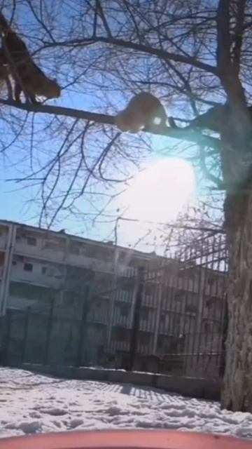 ДОСТАВКА ДЛЯ Котиков,