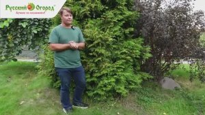 Уход за хвойными растениями осенью.
