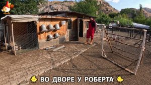 Содержание кур в домашних условиях и других птиц во дворе у Роберта 🐣🐤🦆🐔🪿🦃 (309)
