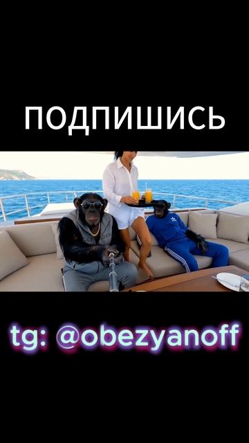 Прекрасный сон Братьев Обезьяновых смотреть онлайн