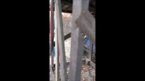 Собака. Том.
