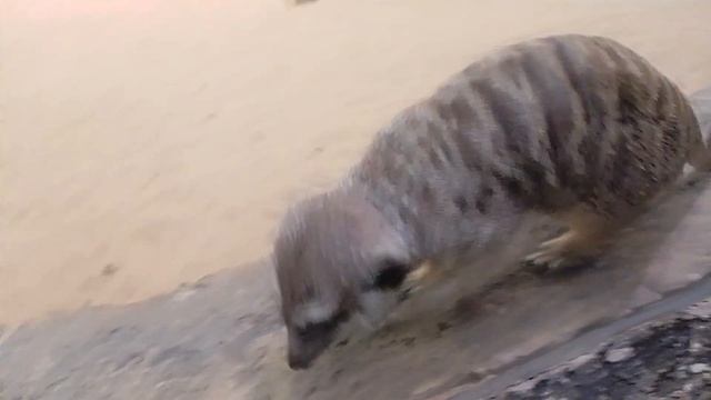 🌊🐠 Прогулка по Воронежскому океанариуму. Часть 1 — Удивительное разнообразие животных 🐟🦀