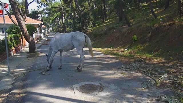 Лошадь на Принцевых островах (Стамбул, Турция).